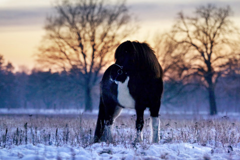 Islandpferd im Winter